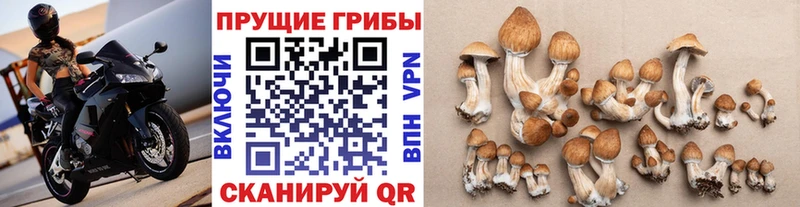 Галлюциногенные грибы Cubensis  цены   Берёзовка 